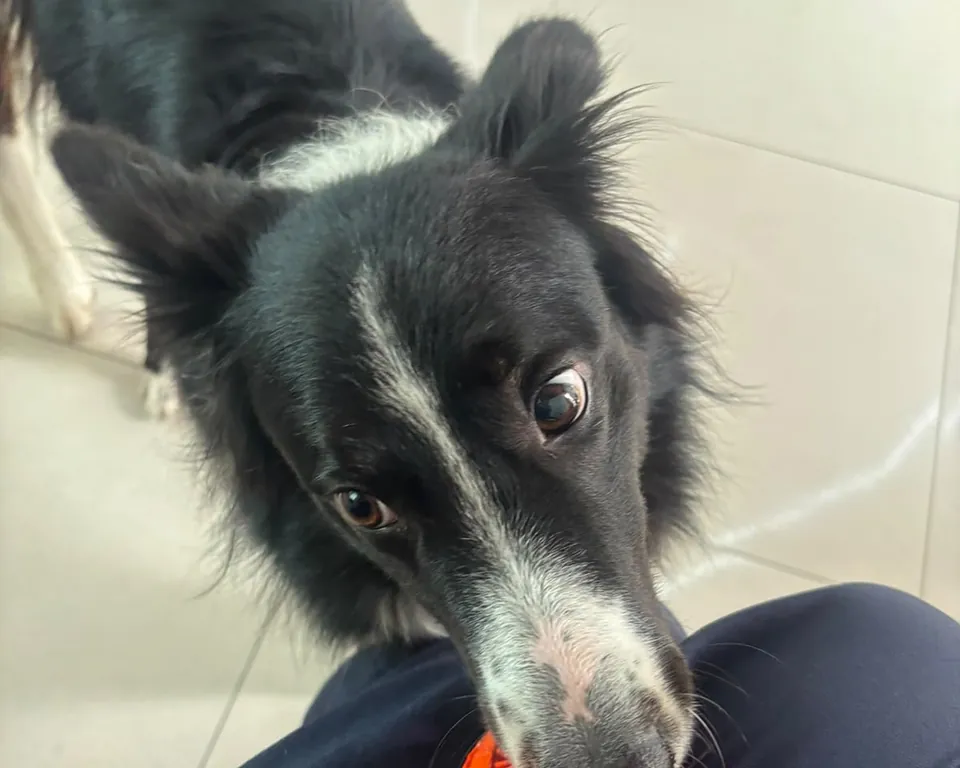 Border collie com um brinquedo laranja, fotografado por quem cuida dele na creche