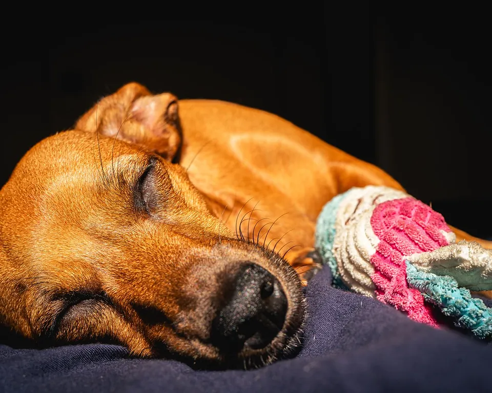 Cão dormindo tranquilo ao lado de um brinquedo