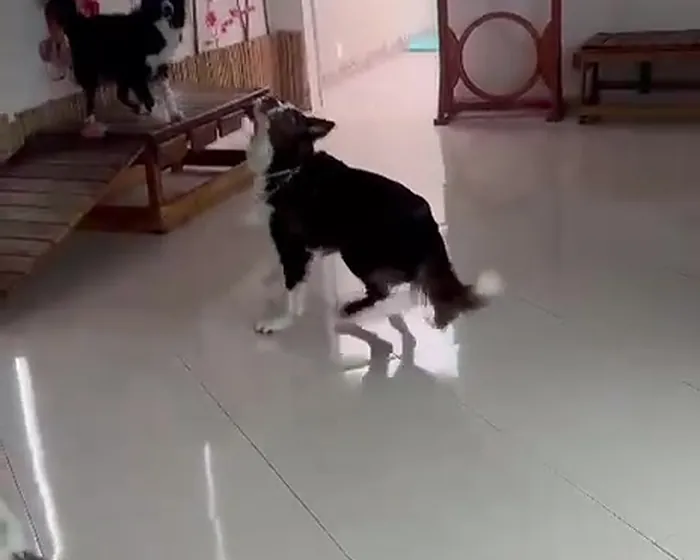 Cães correndo juntos no salão da creche